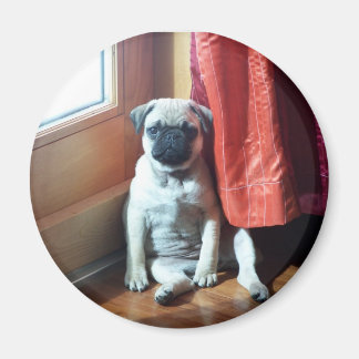 Íman cachorrinho 007