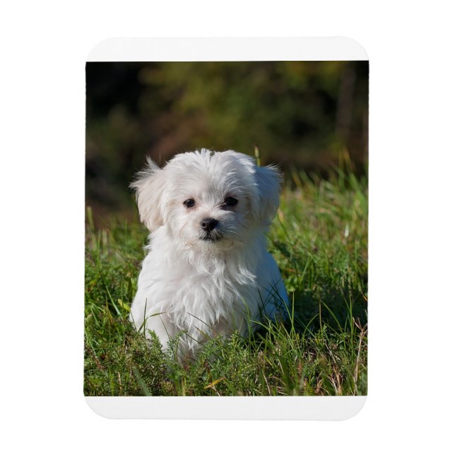 Íman cachorrinho maltês na grama (Vertical)