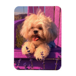 Íman Cachorrinho Shih Tzu Engraçado Sorridente (Dias de