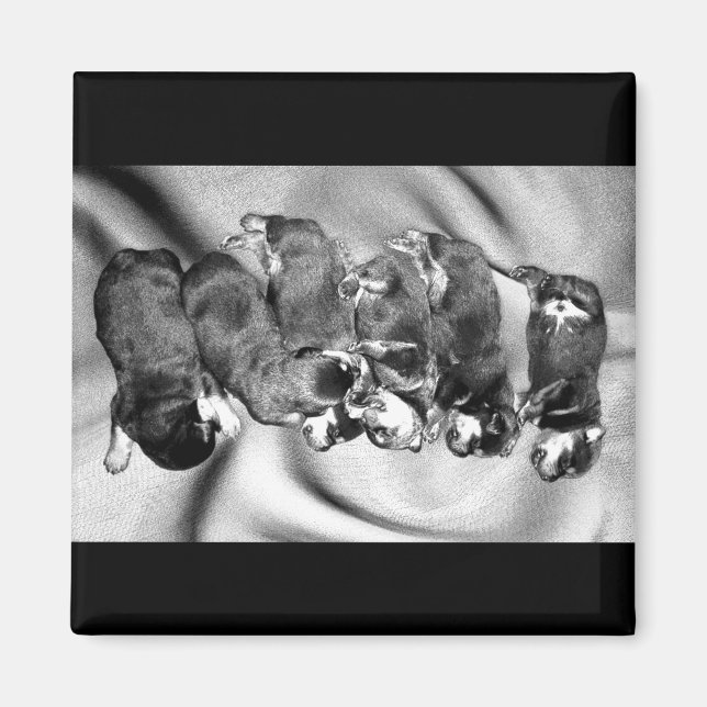 Íman cachorrinhos-de-sono (Frente)