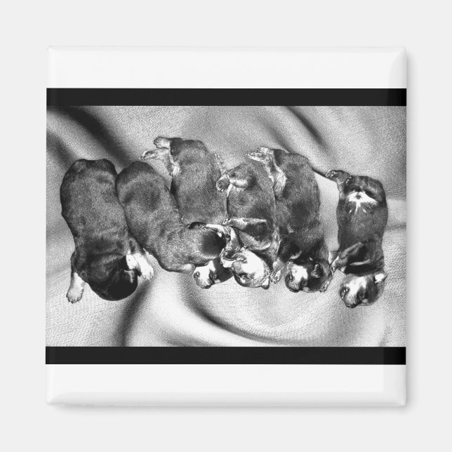 Íman cachorrinhos-de-sono (Frente)