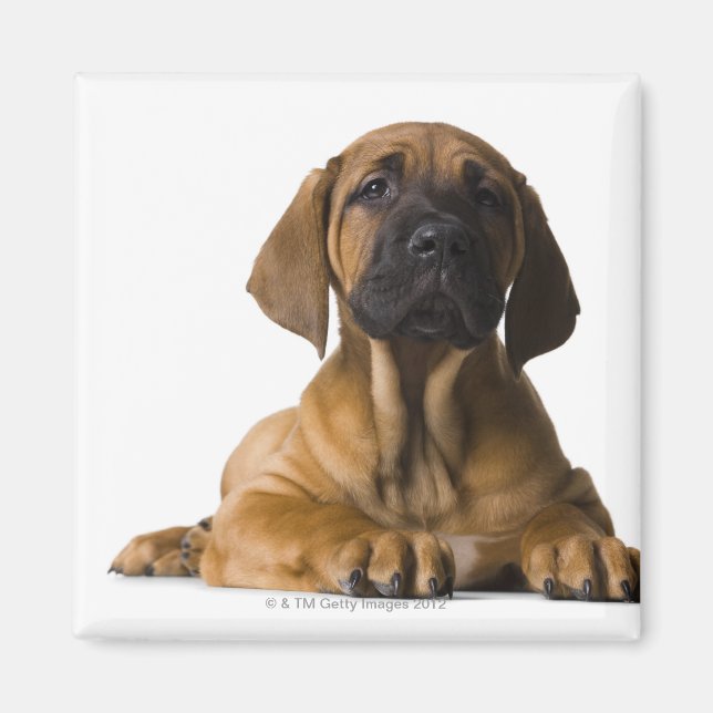 Íman Cachorro (Frente)