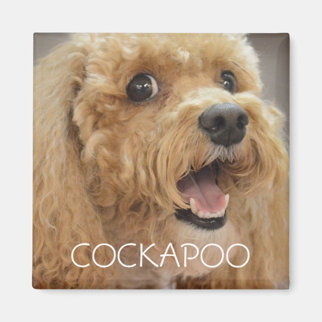 Íman Cachorro Adorável Cockapoo Sorridente (Frente)