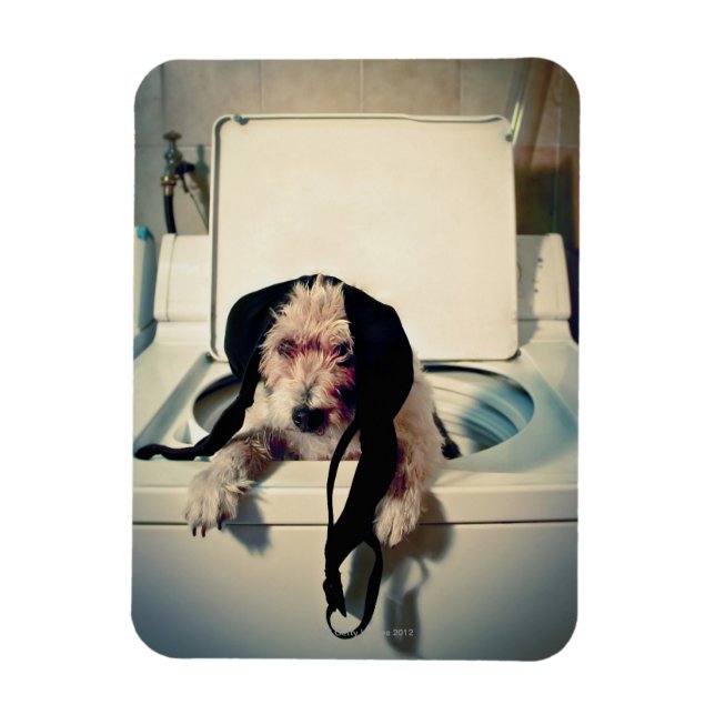 Íman Cachorro ajudando com a lavagem (Vertical)