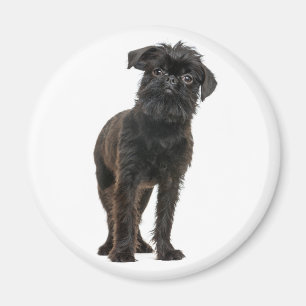 Íman Cachorro Bonito Amantes de Cães Pretos Griffon de