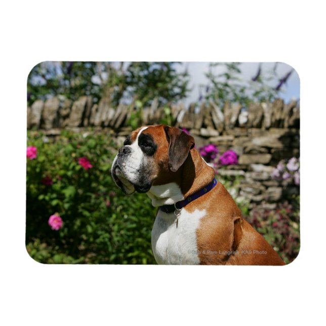Íman Cachorro-Boxer nas Flores (Horizontal)