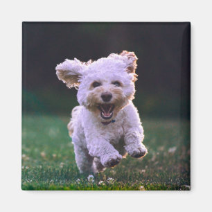 Íman Cachorro Branco Corredor