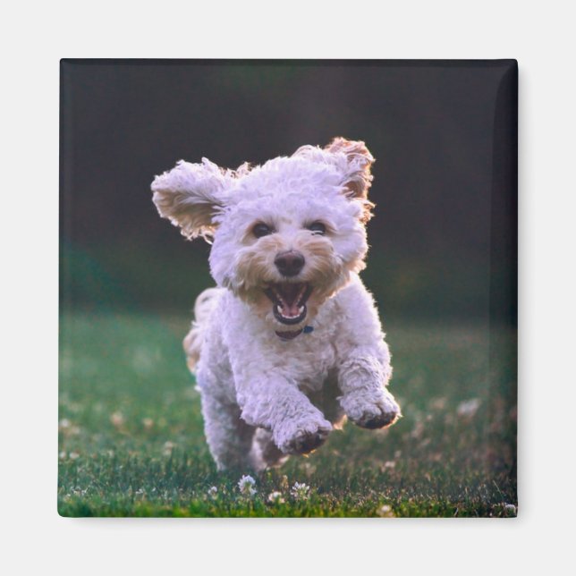Íman Cachorro Branco de Poodle (Frente)