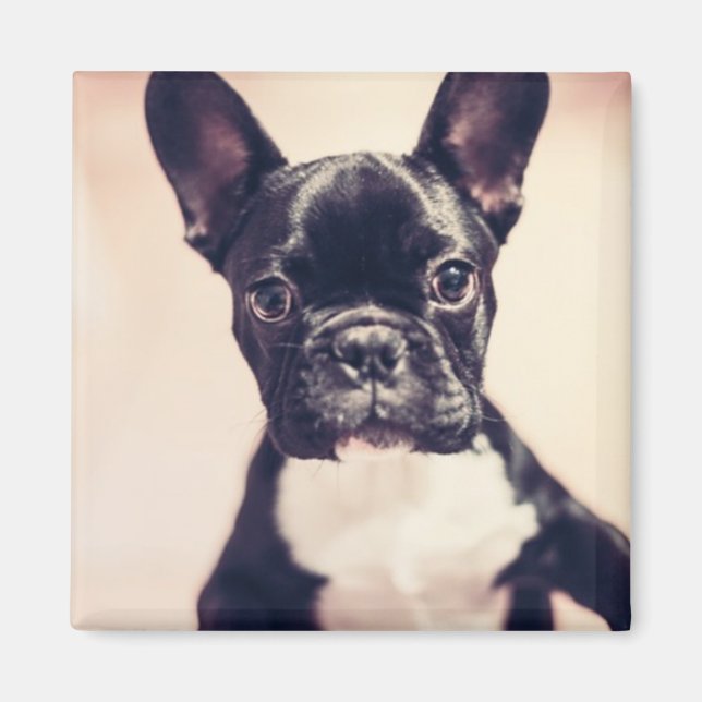 Íman Cachorro branco e preto (Frente)