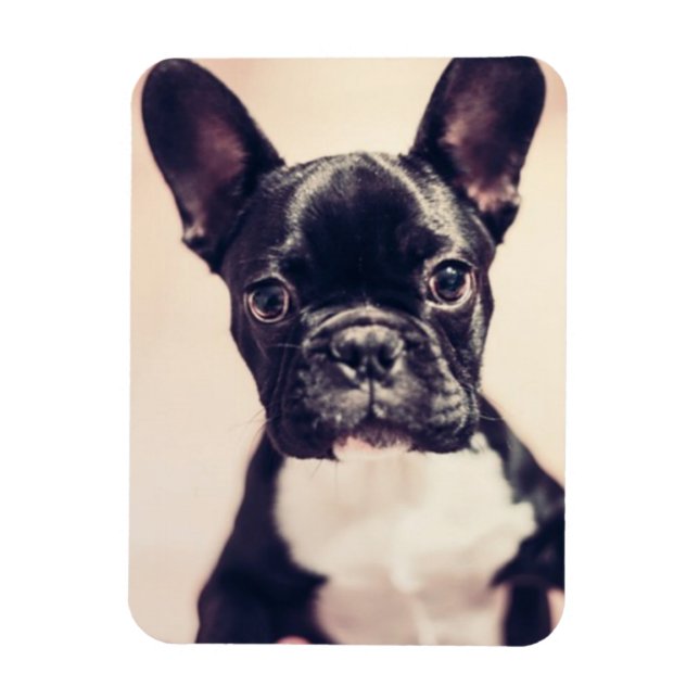 Íman Cachorro branco e preto (Vertical)