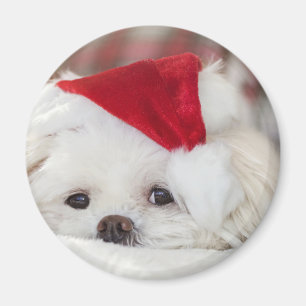 Íman Cachorro Branco giro em chapéu vermelho de Natal