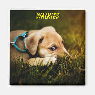 Íman Cachorro-Cachorro-Cachorro