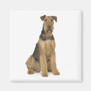 Íman Cachorro Cachorro Cachorro Mãe Cachorro Airedale 