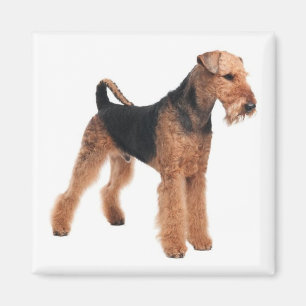 Íman Cachorro Cachorro Cachorro Mãe Cachorro Airedale 
