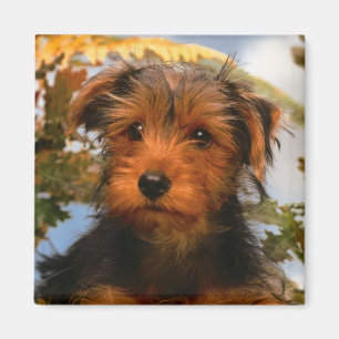 Íman Cachorro Cachorro Cachorro Mãe Cachorro Airedale 