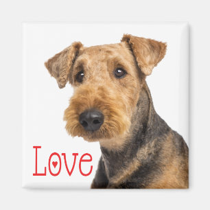 Íman Cachorro Cachorro Cachorro Mãe Cachorro Airedale 