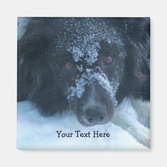 Íman Cachorro Cachorro de Collie Enfrentado de Neve (Frente)