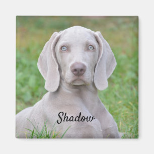 Íman Cachorro-Cachorro Personalizado do Weimaraner