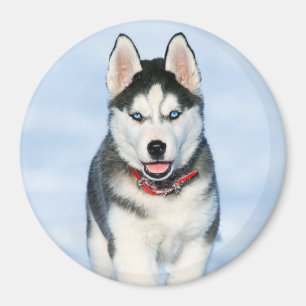 Íman Cachorro Cãozinho Siberiano Cachorro na Neve