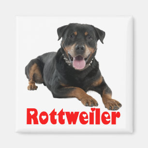 Íman Cachorro Cartoon de Rottweiler Marrom e Preto Amor