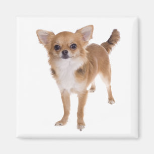 Íman Cachorro Chihuahua de Cabelo Longo Amor