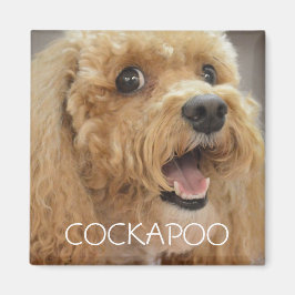 Íman Cachorro Cockapoo Adorável Sorridente