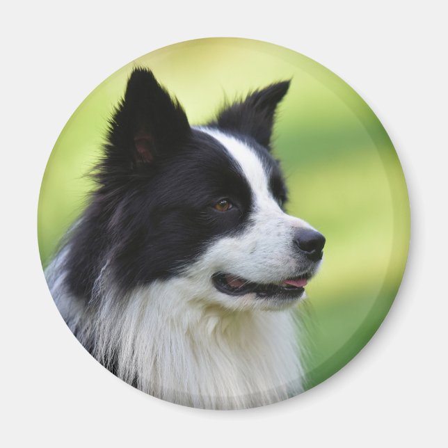 Íman Cachorro Collie de Borda Negra (Frente)