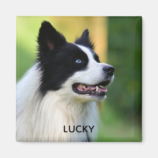 Íman Cachorro Collie de Borda Negra (Frente)