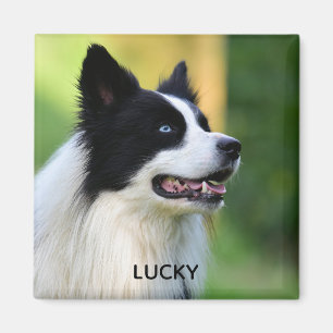 Íman Cachorro Collie de Borda Preta e Branca