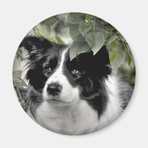 Íman Cachorro Collie na floresta