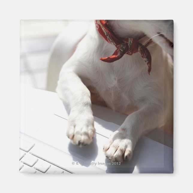 Íman Cachorro colocando as mãos no laptop (Frente)