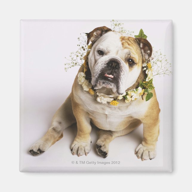 Íman Cachorro com coleira de flores (Frente)