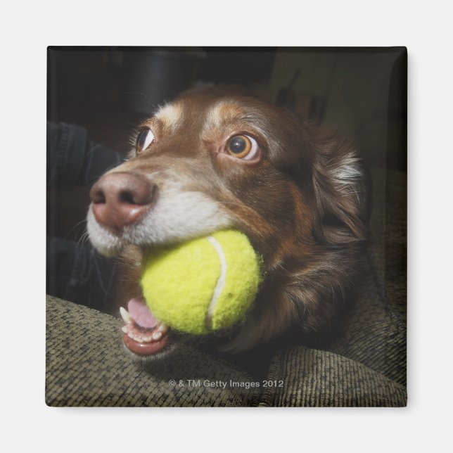Íman Cachorro com Tênis Ball (Frente)