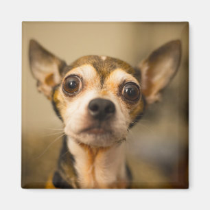 Íman Cachorro Cortado 10