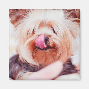 Íman Cachorro Cortado 8