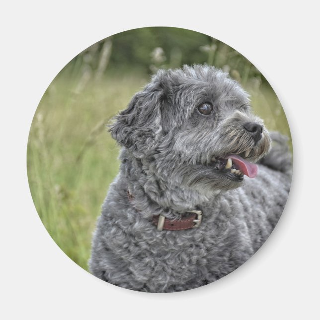 Íman Cachorro Cortado Terrier (Frente)