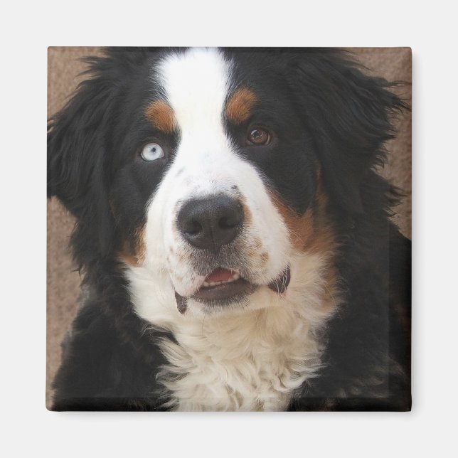 Íman Cachorro da Montanha Bernese Magnet 2 - "Lucy" (Frente)