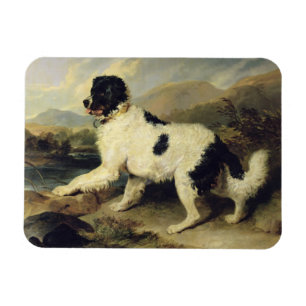 Íman Cachorro da Terra Nova Chamado Leão, 1824 (óleo na