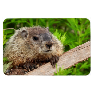 Íman Cachorro de Bebê Bonito / Woodchuck