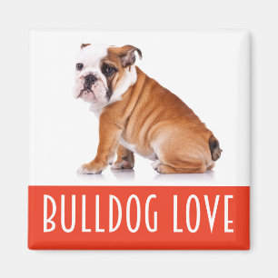 Íman Cachorro de Estimação English Bulldog