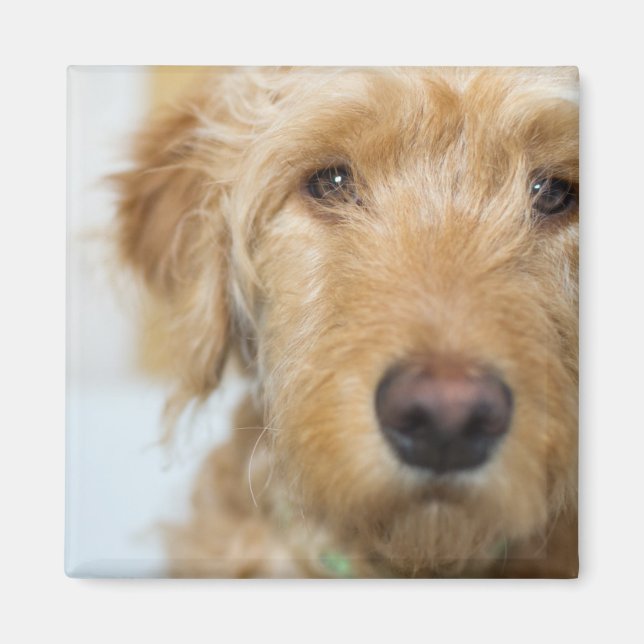 Íman Cachorro de Goldendoodle (Frente)