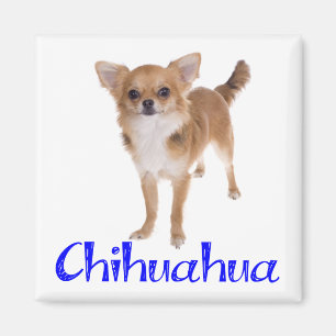 Íman Cachorro de Longo Cabelo Chihuahua Filhote