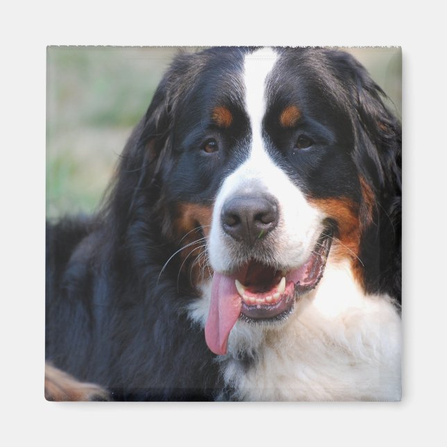 Íman Cachorro de Montanha Bernês com Grande Magneta de  (Frente)