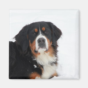 Íman Cachorro de Montanha Bernese Personalizável