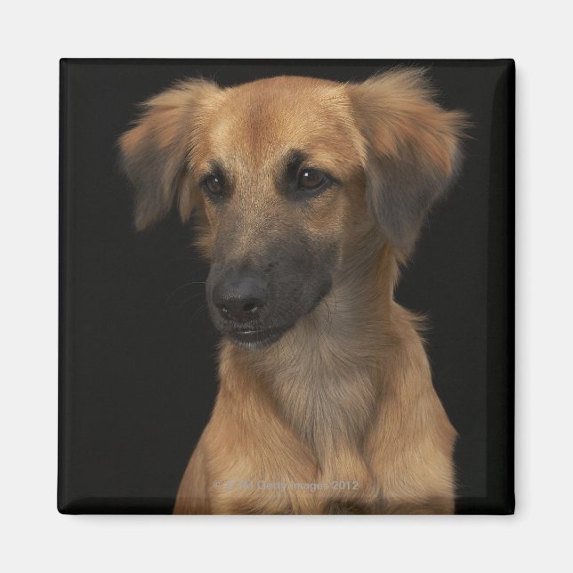 Íman Cachorro de resugo castanho com nariz preto em pre (Frente)