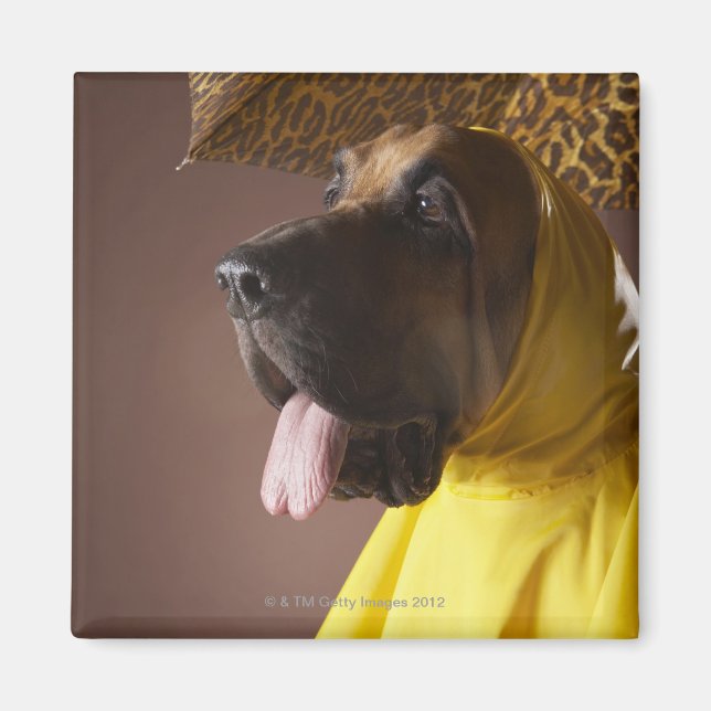 Íman Cachorro de sangue. (Frente)