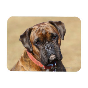 Íman Cachorro do Brindle Boxer