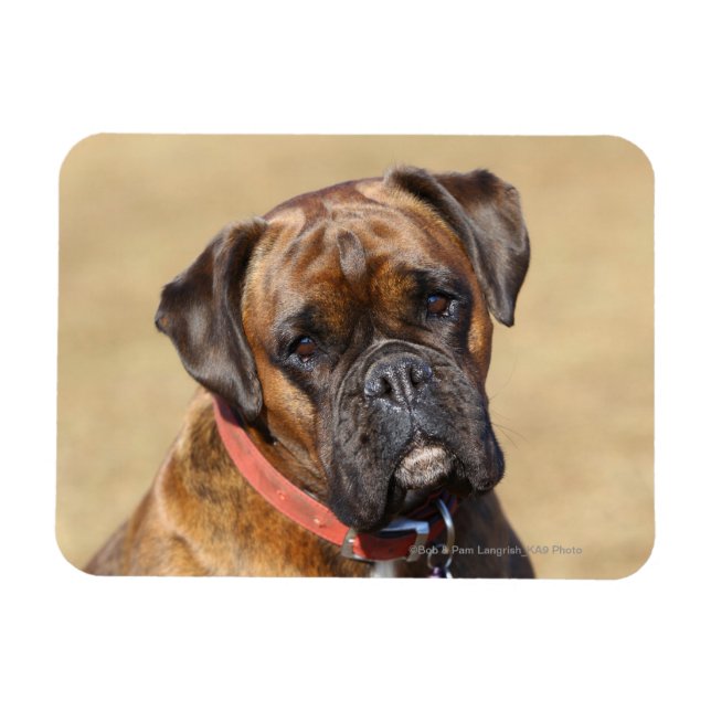 Íman Cachorro do Brindle Boxer (Horizontal)