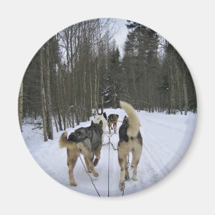 Íman Cachorro Dormindo em Quebec, Canadá