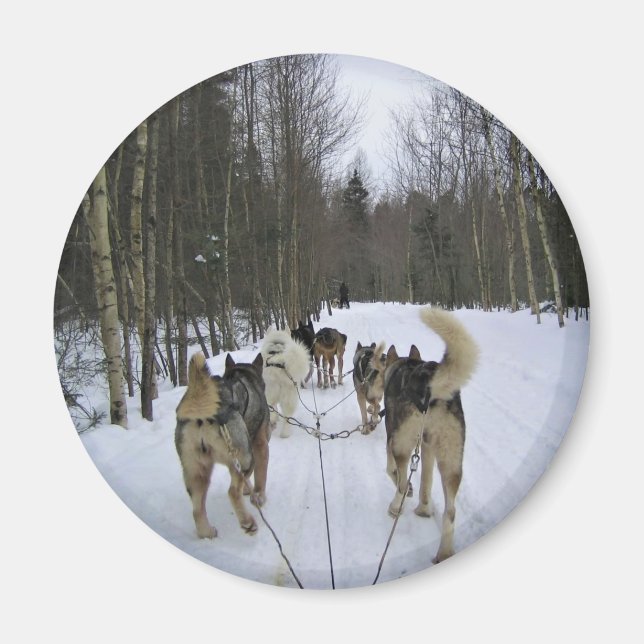 Íman Cachorro Dormindo em Quebec, Canadá (Frente)